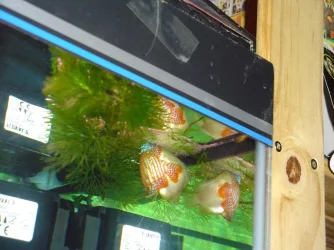 NeonDwarfspawning.webp