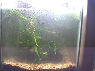 snakehead_fry_014.jpg