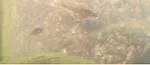 fry1_1.webp