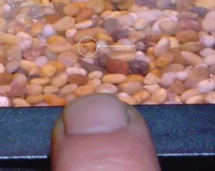 DwarfGouramiFry.webp