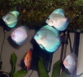 discus1.jpg