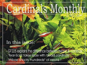 Cardinals.jpg