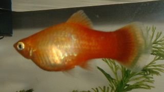 Sunburst_Platy_Female.JPG