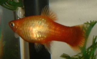 Platy_Birth.JPG