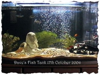 Fish_Tank.jpg