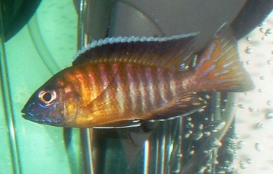 peacock.jpg