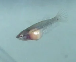 fry2.webp