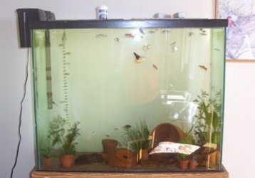 fishtank1.jpg