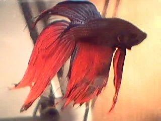 Pict0012.webp