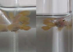 swimbladder.jpg
