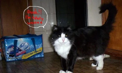 Funny2.webp