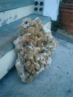 Coral3copy.jpg