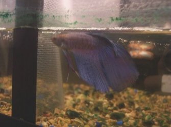 ollie2.JPG