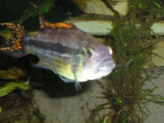 Joes_fish_____017.jpg