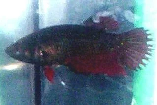 100_0726.webp