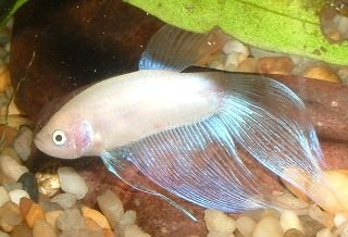 Male_Betta2.JPG