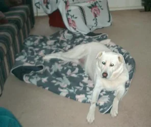 sammy_inside.webp