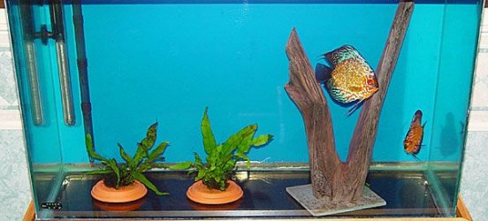 discus.jpg