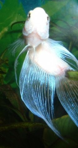 White_Betta_Close_Up.JPG