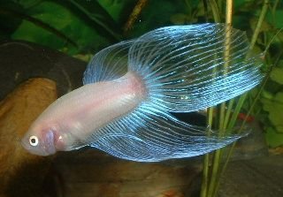 White_Betta4.JPG