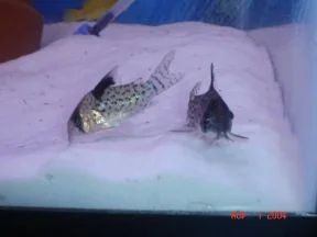 catfish.webp