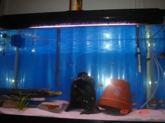 corytank.webp