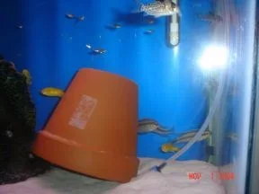 corytankagain.webp