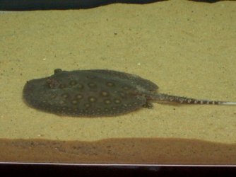 ray.jpg