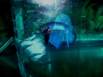 102_3524.webp