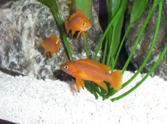 100_0340.webp