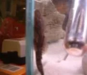 fish_pics_003_2_.webp