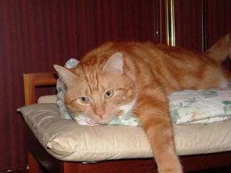 georgie1.webp