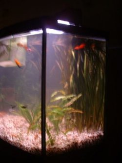 Tank_Side4.JPG