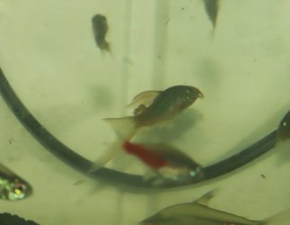 IMG_8106 - Copy - Copy.JPG