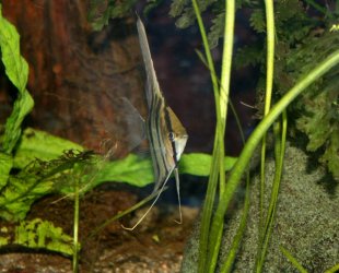 angelperu1 (640x517).jpg