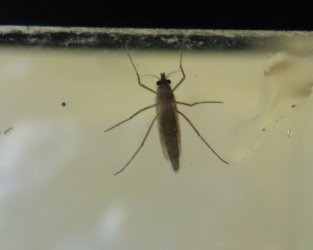 IMG_8646 - Copy - Copy.JPG