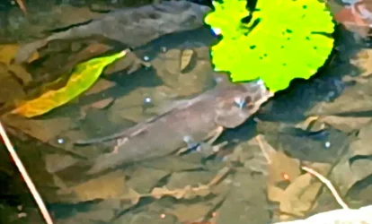 _Fish.webp