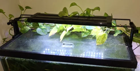 onaquarium.webp