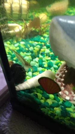 shrimpRidesSnailB.webp