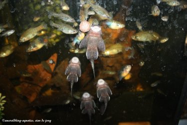 64975509_892005291150564_6679838472259239936_n.jpg 64975509_892005291150564_6679838472259239936_n.jpg