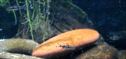3 fish.webp