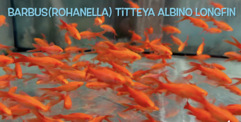 albino cherry barbs.png