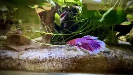 newbetta.webp