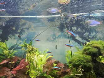 planted tank.jpg