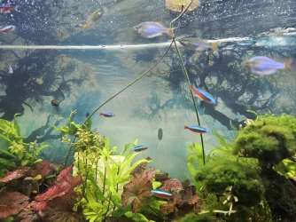 planted tank.webp