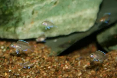 marungfry2 (640x427).webp