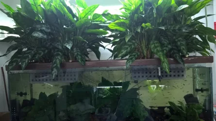 Chinese Evergreen.webp