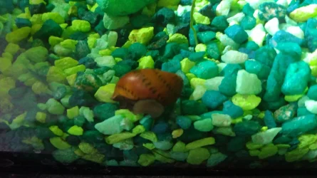 brownSnailC.webp