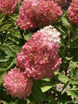 IMG_7381.jpeg