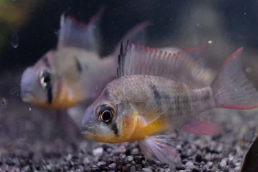 DSCF2194.webp